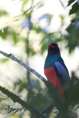 Slaty-tailed Trogon