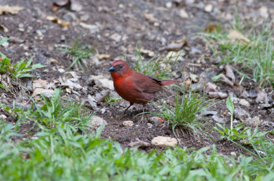 Red-throated Ant-Tanager