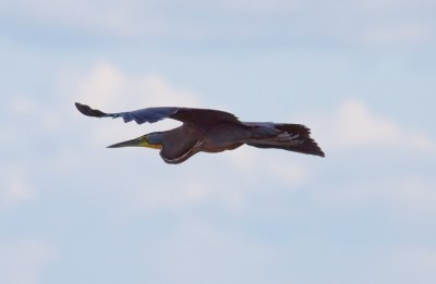 Bare-throated Tiger-Heron