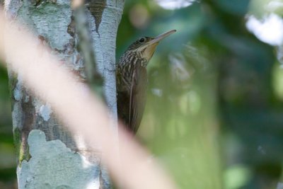 Ivory-billed Woodcreeper