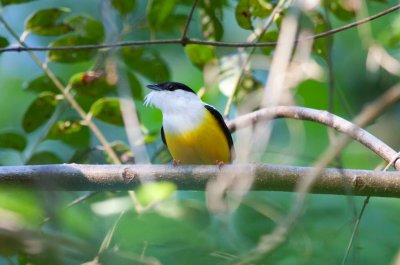 White-collared Manakin