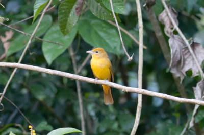 Summer Tanager