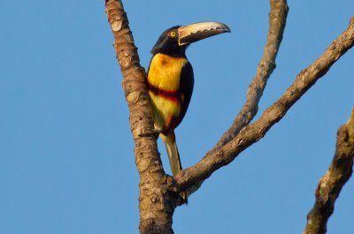 Collared Aracari