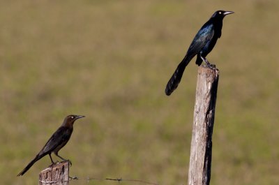 Great-tailed Grackles