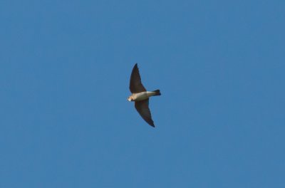 (Ridgway's) Northern Rough-winged Swallow