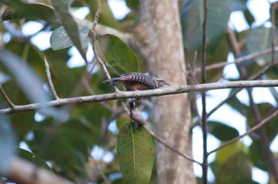 Band-backed Wren