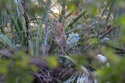 Bare-throated Tiger-Heron