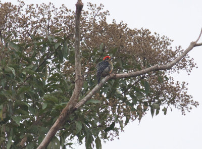 Black-cheeked Woodpecker