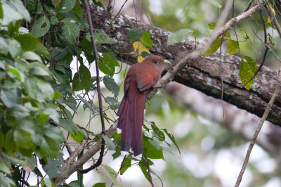 Squirrel Cuckoo