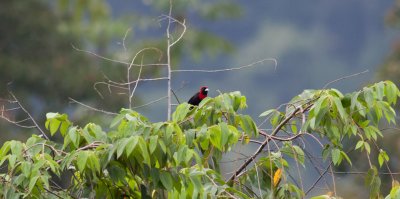 Crimson-collared Tanager