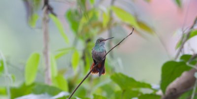 Rufous-tailed Hummingbird