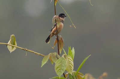 White-collared Seedeater