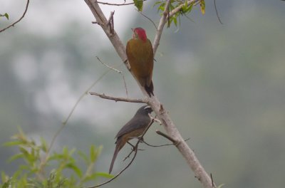 Grayish Saltator & Golden-olive Woodpecker