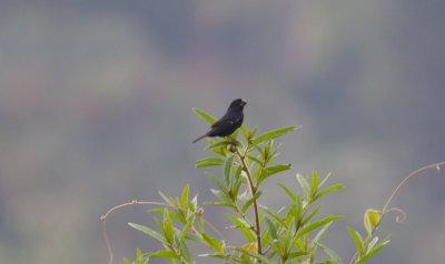 Thick-billed Seedfinch