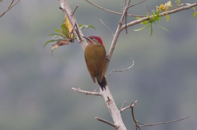 Golden-olive Woodpecker