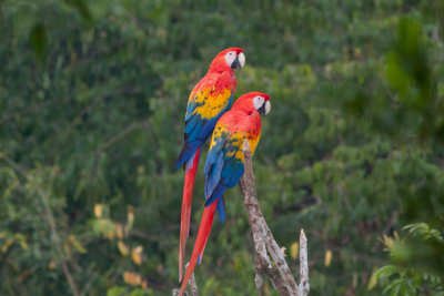 Scarlet Macaws