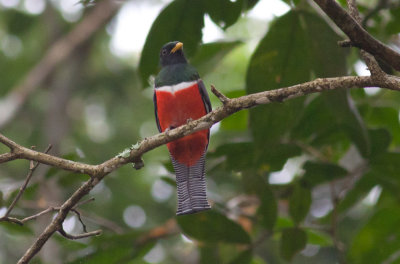 Collared Trogon