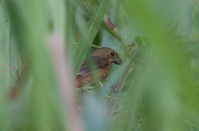 Thick-billed Seedfinch