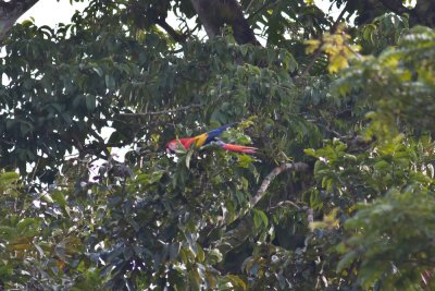 Scarlet Macaw