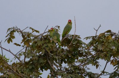 Red-lored Parrots