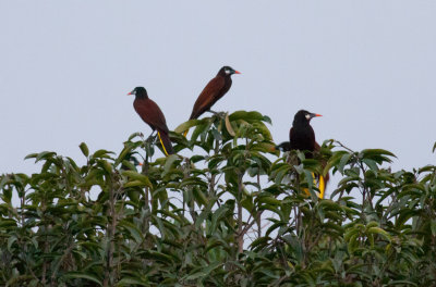 Montezuma Oropendolas