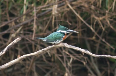 Amazon Kingfisher