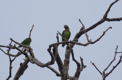 Brown-hooded Parrots