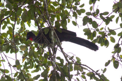 Crested Guan