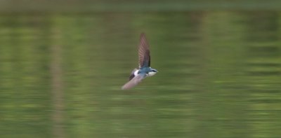 Mangrove Swallow