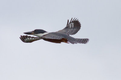 Ringed Kingfisher