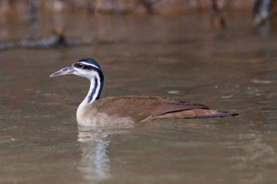 Sungrebe