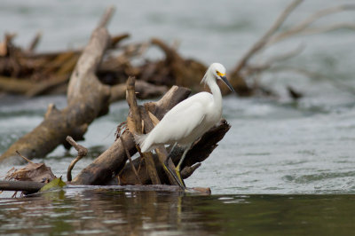 Snowy Egret