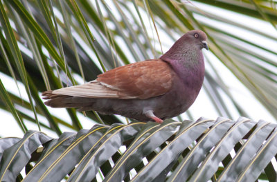 Rock Pigeon