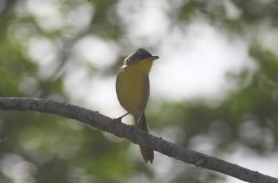 Gray-crowned Yellowthroat