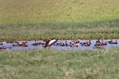 Black-bellied Whistling-Ducks