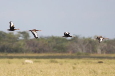 Black-bellied Whistling-Ducks