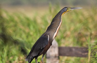 Bare-throated Tiger-Heron