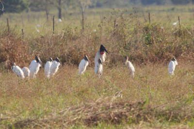 Jabiru & Wood Storks
