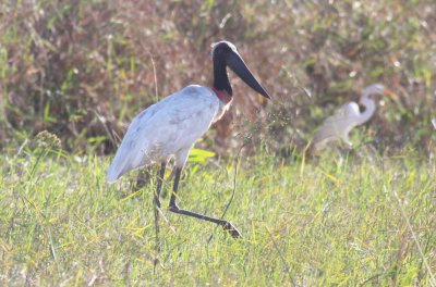 Jabiru