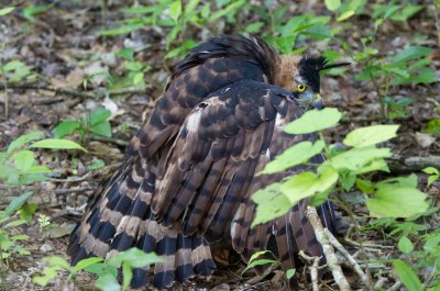 Ornate Hawk-Eagle