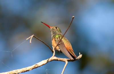 Buff-bellied Hummingbird