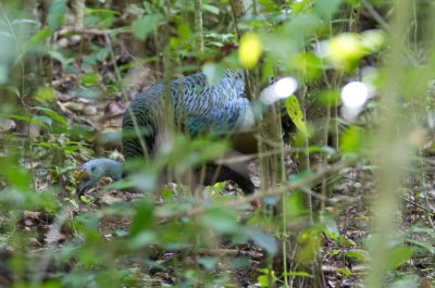 Ocellated Turkey