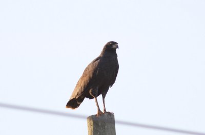 Great Black-Hawk