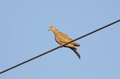 Eurasian Collared-Dove