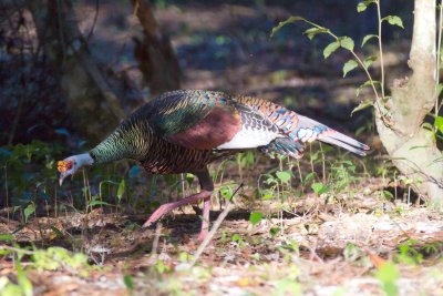 Ocellated Turkey