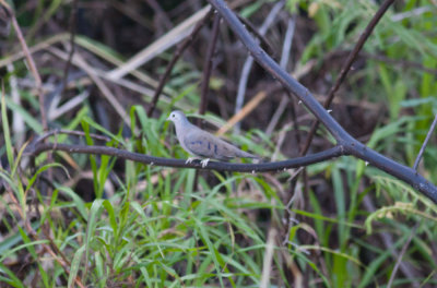 Plain-breasted Ground-Dove