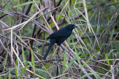 Melodious Blackbird