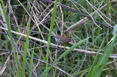 Spot-breasted Wren