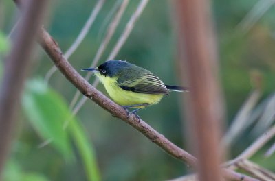 Common Tody-Flycatcher