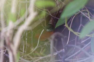 Rufous-breasted Spinetail